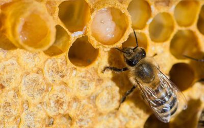 นมผึ้งคืออะไร?